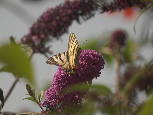 Iphiclides podalirius