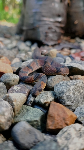 Spotted Coffee Snake