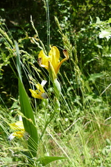 Iris variegata