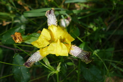 Iris variegata