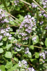 Thymus odoratissimus