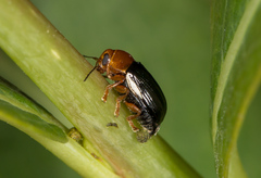 Cryptocephalus rufipes