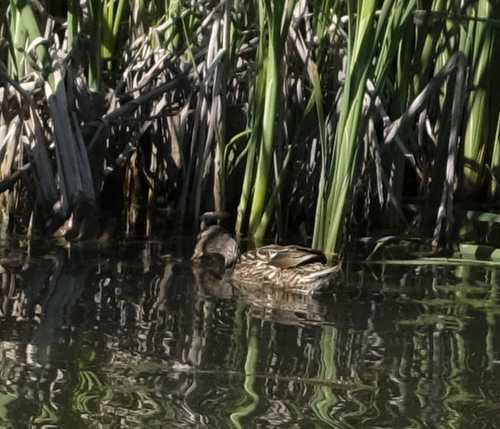 Mallard photographed in Alaska
