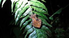 Dalader planiventris