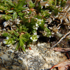 Cherleria biflora