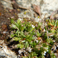 Cherleria biflora