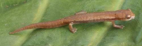 Chinanteca Mushroomtongue Salamander