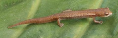 Chinateca Salamander photo 2
