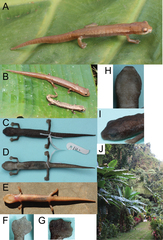 Chinateca Salamander photo 3