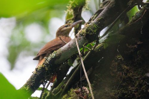 Pale-browed Treehunter (Cichlocolaptes leucophrus), photo 9