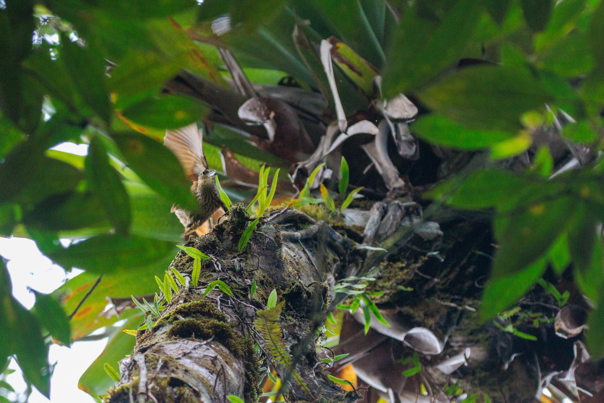 Pale-browed Treehunter (Cichlocolaptes leucophrus), photo 5