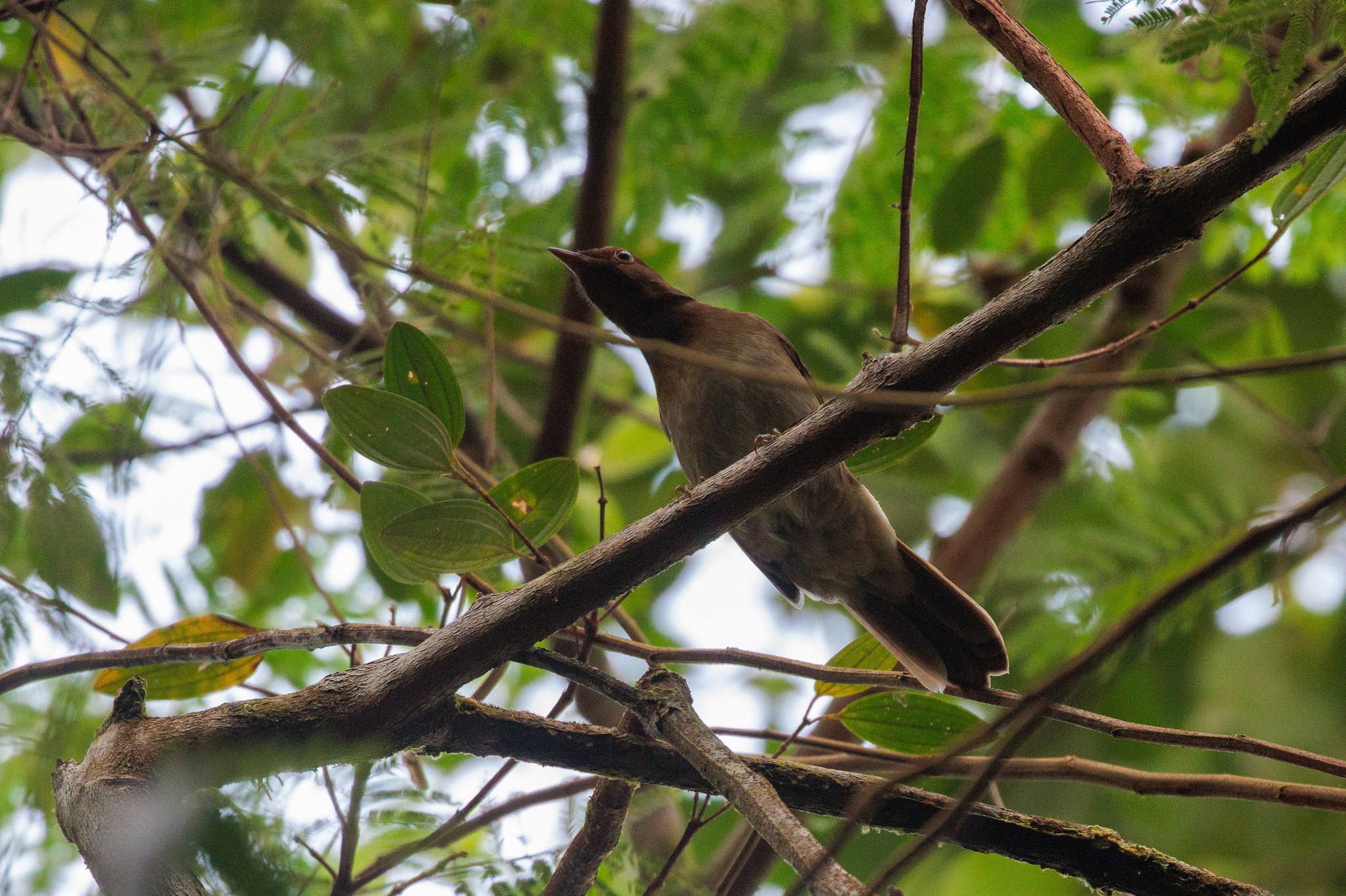 Rufous-brown Solitaire (Cichlopsis leucogenys), photo 1
