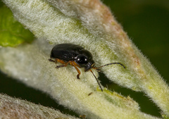 Cryptocephalus ocellatus