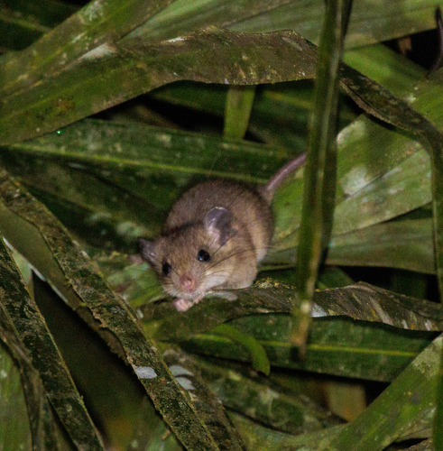 Atlantic Forest Oecomys