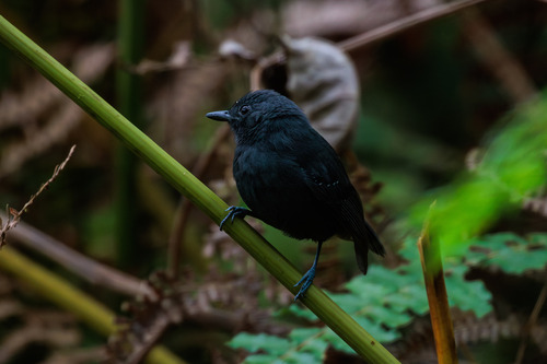 Plumbeous Antvireo (Dysithamnus plumbeus), photo 3