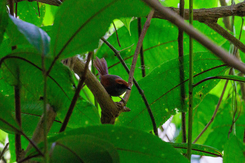 Bahia Spinetail (Synallaxis cinerea)
