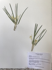 Leucocrinum montanum