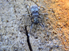 Platystomos albinus