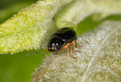 Cryptocephalus ocellatus