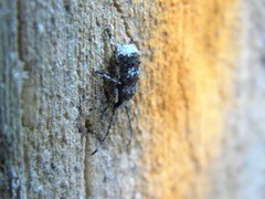 Platystomos albinus