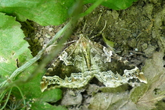 Eulithis prunata