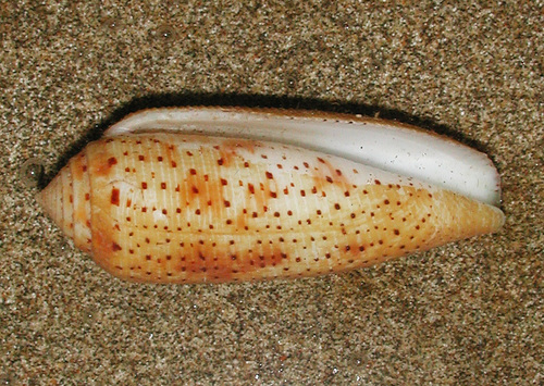 Conus nussatella observed 2001-11-17