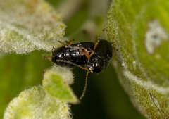 Cryptocephalus ocellatus