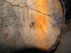 Platystomos albinus