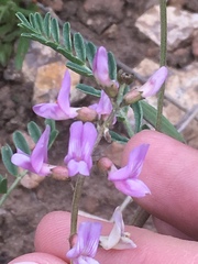 Astragalus flexuosus