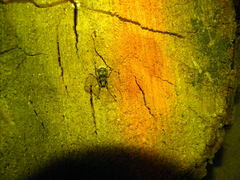 Platystomos albinus