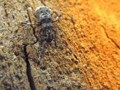 Platystomos albinus