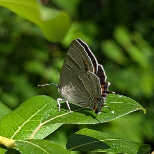 Colorado Hairstreak