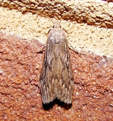 Aphomia terrenella