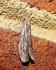 Aphomia terrenella