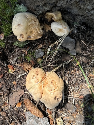 Albatrellopsis confluens