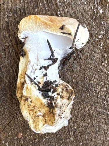 Albatrellopsis confluens