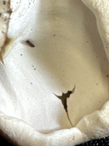 Albatrellopsis confluens