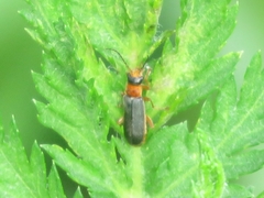 Cantharis lateralis