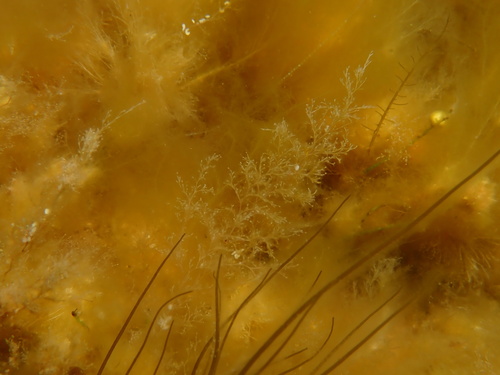 Obelia dichotoma observed 2024-08-02