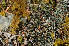 Pilophorus acicularis