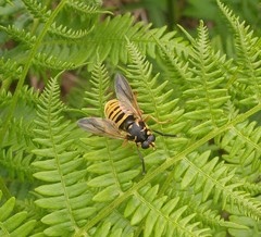 Temnostoma vespiforme