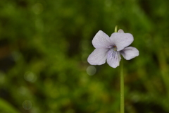 Viola palustris