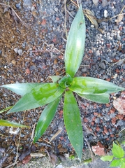 Agave mitis