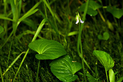 Viola palustris