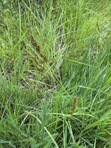 Carex vulpinoidea iNat (2)