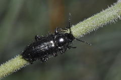 Enicopus