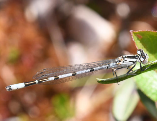 Vernal Bluet photo 2