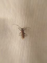 Anaesthetis testacea