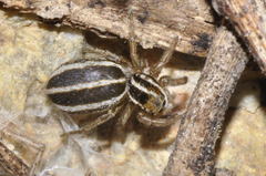 Phlegra bresnieri