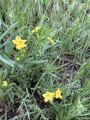Lithospermum incisum